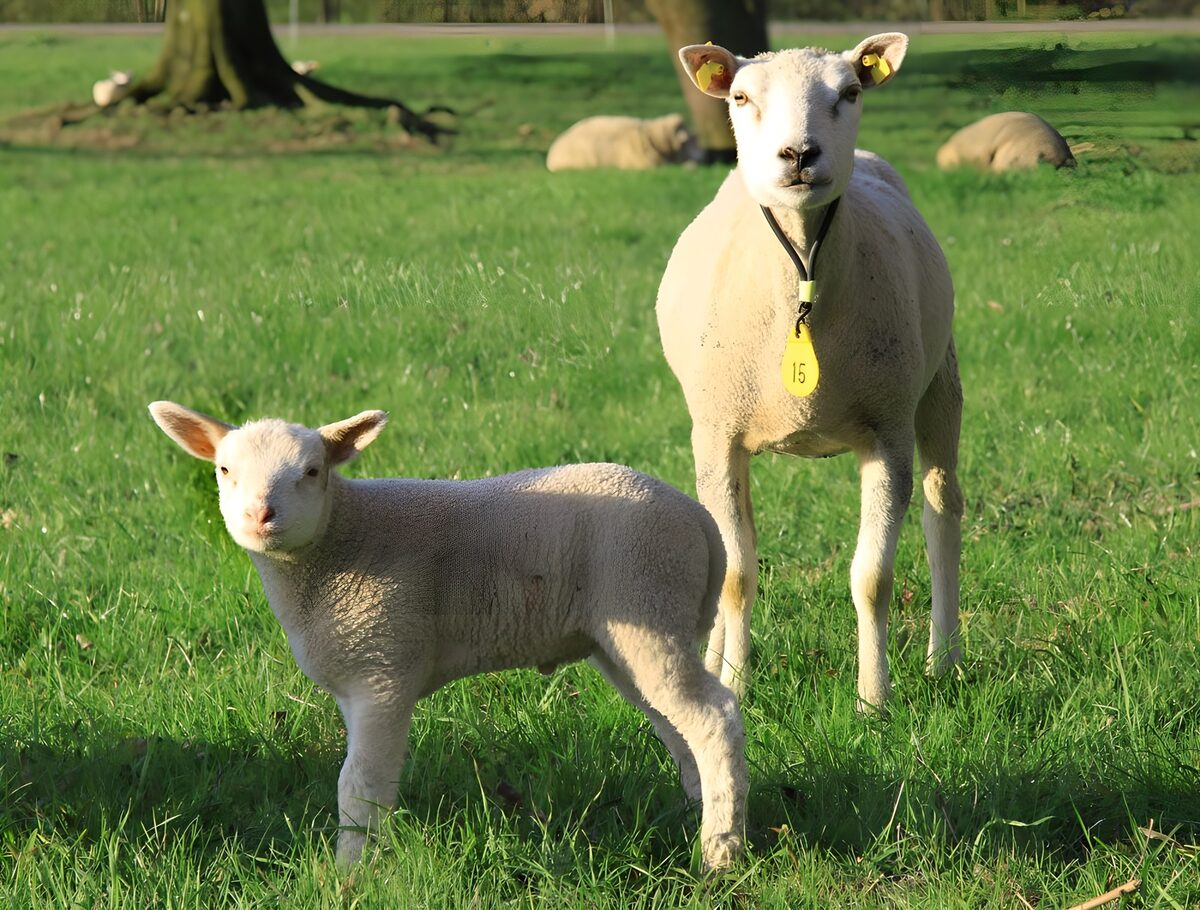 OCUK40659: Two lambs in a field