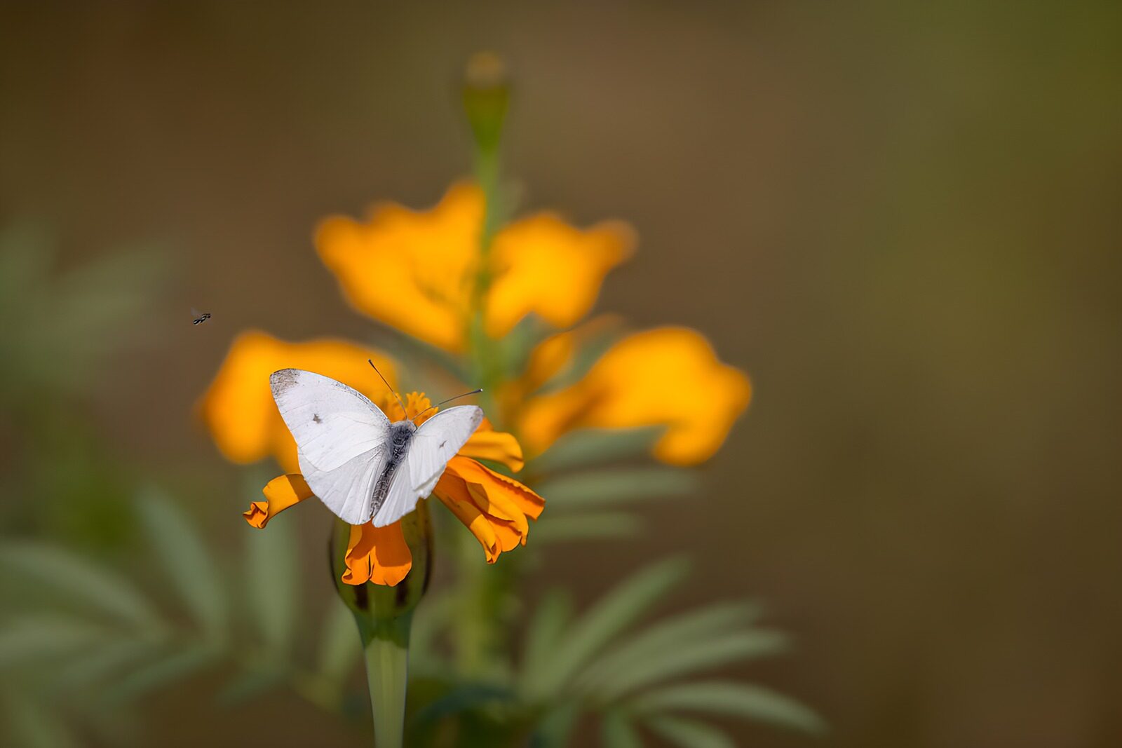 OCUK56281: Butterfly on Yellow Marigold Flower