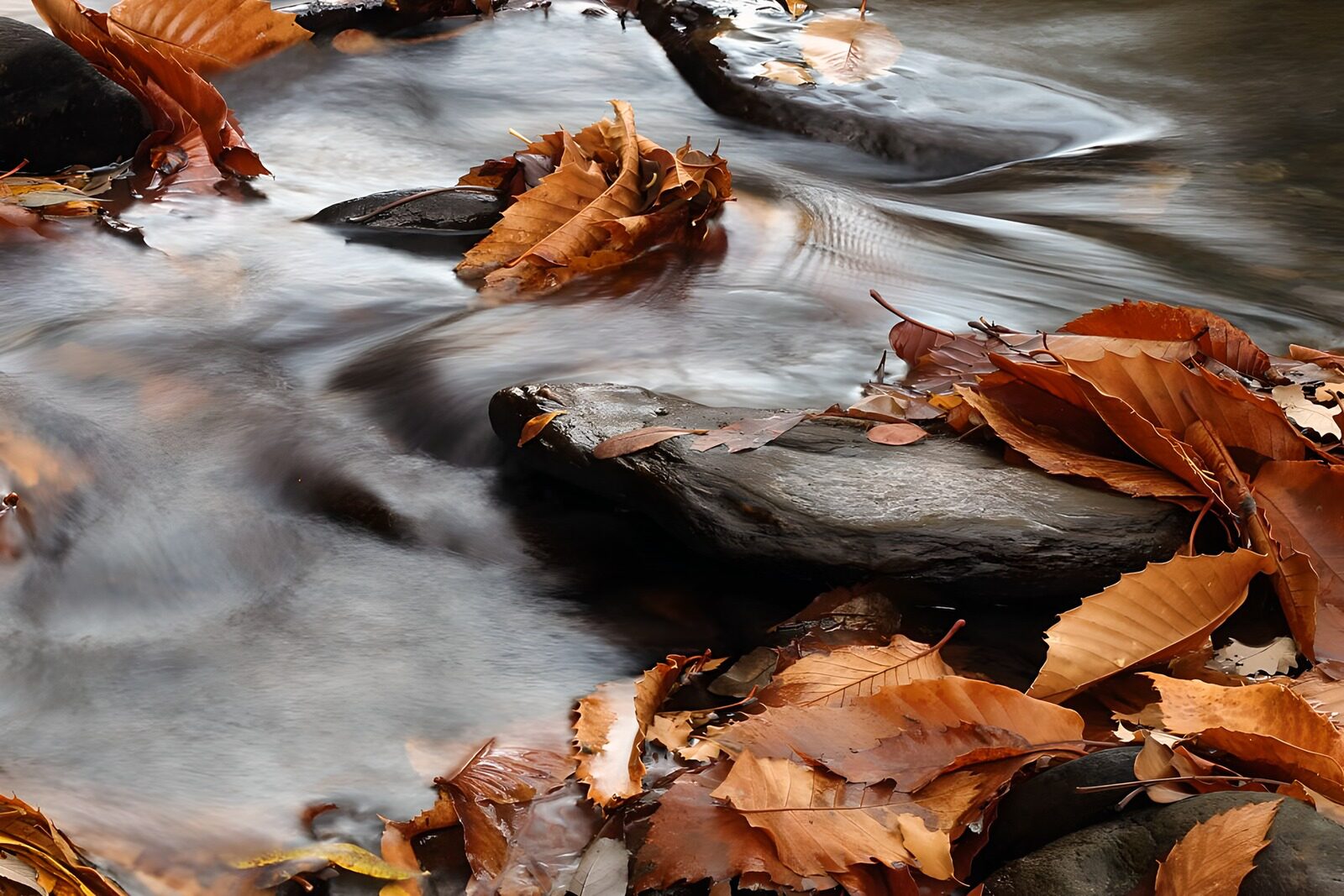 OCUK27714: Autumn Leaves on a Gentle Stream