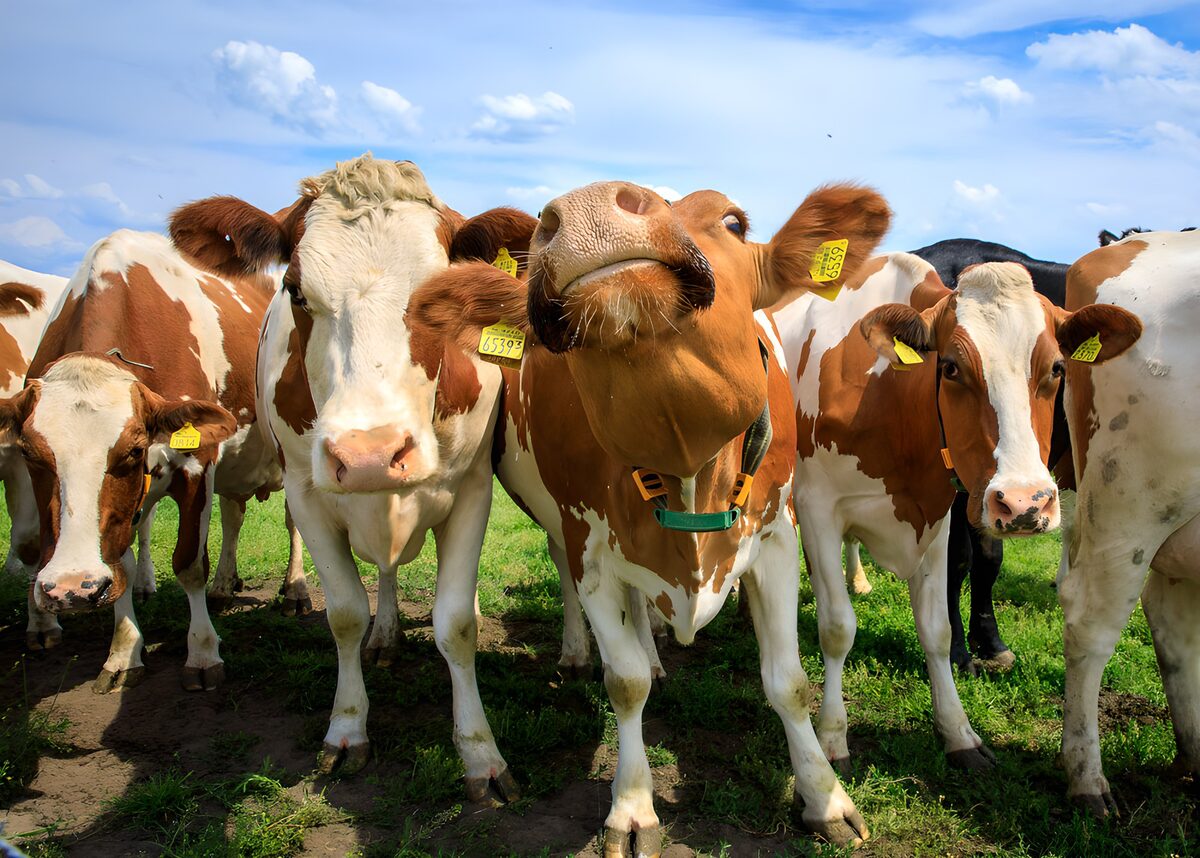 OCUK72293: Curious Cows in the Pasture