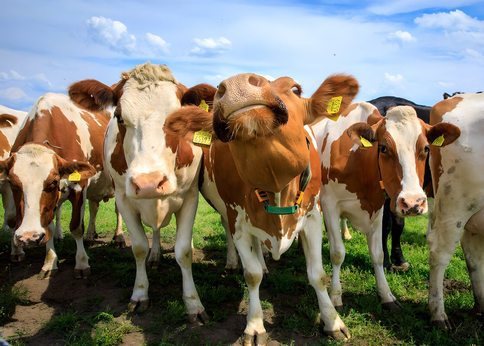 OCUK72293: Curious Cows in the Pasture