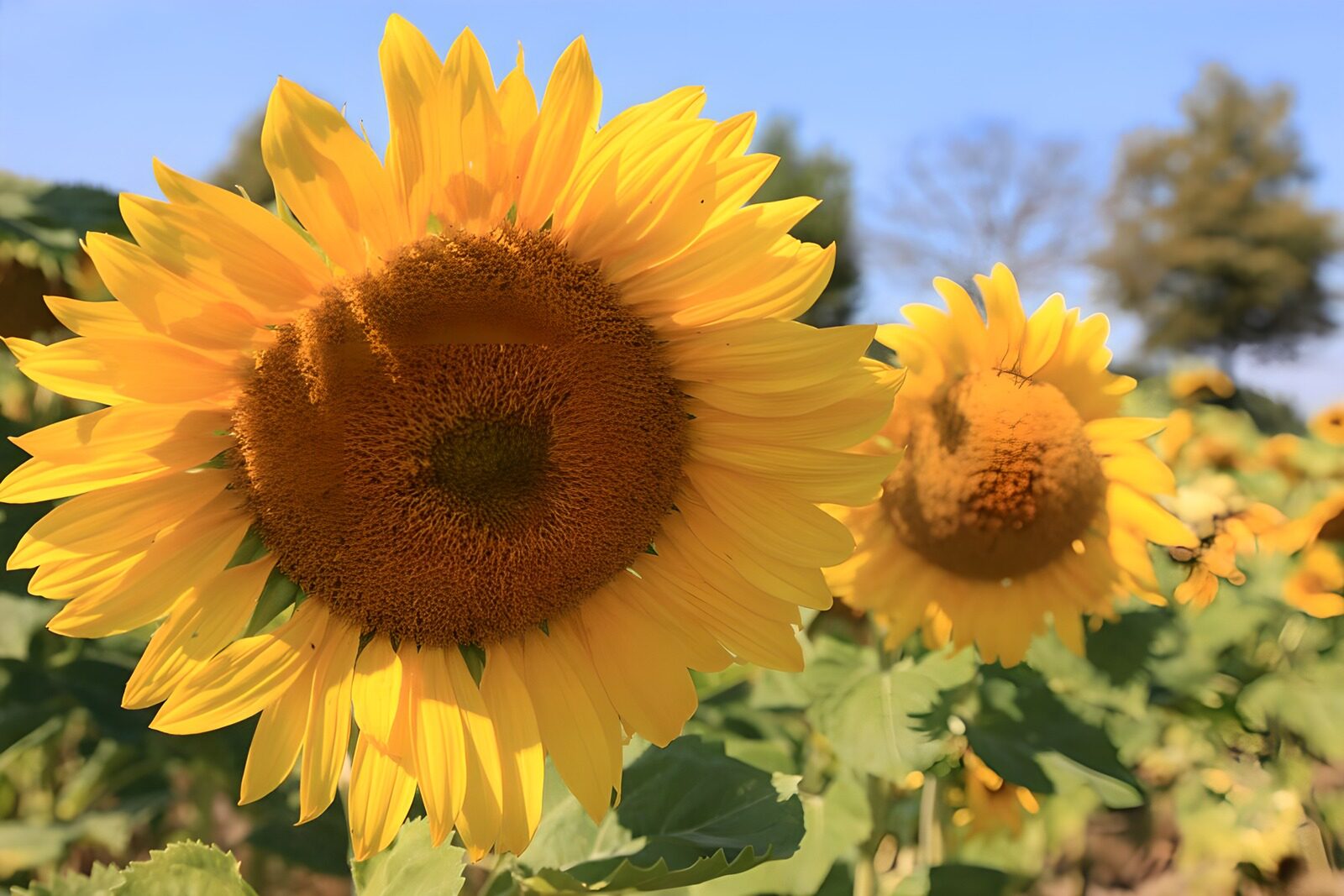 OCUK62303: Vibrant Sunflower Field in Bloom
