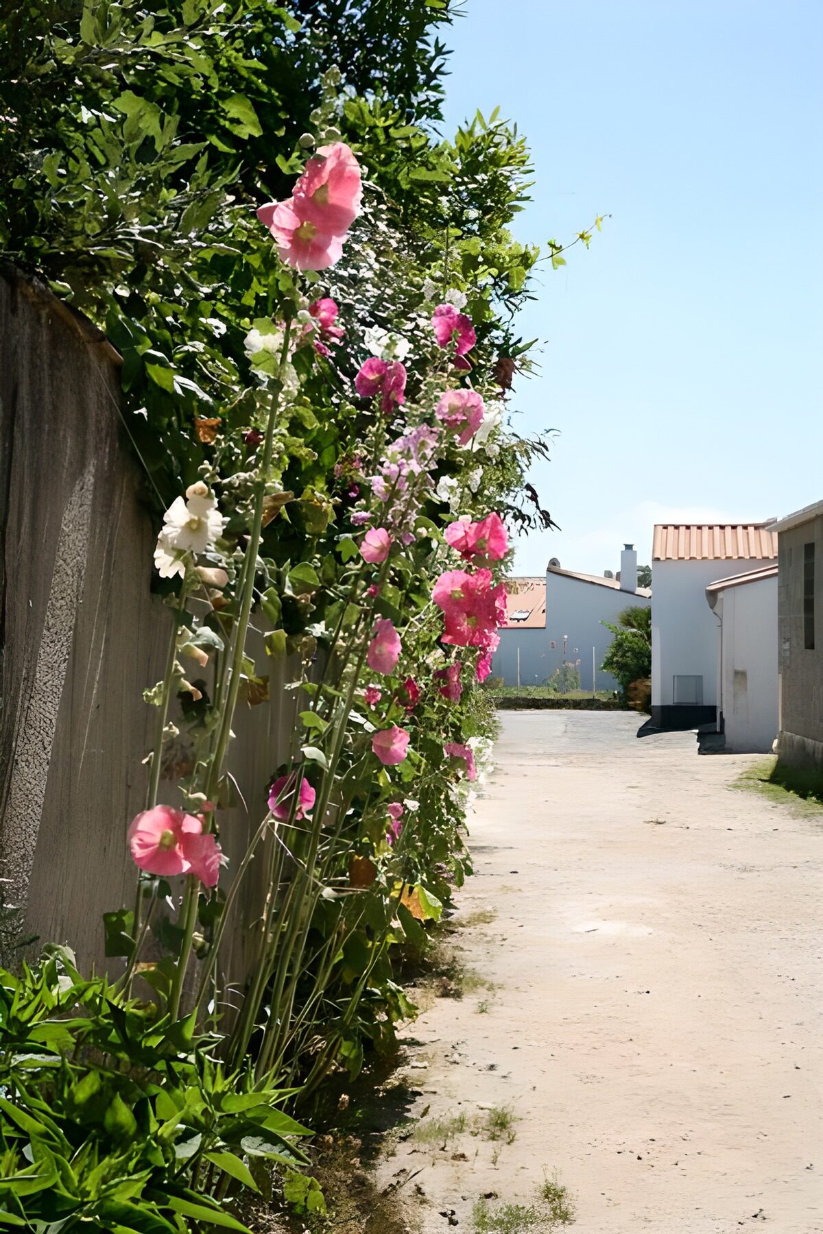 Some flowers along the road with houses