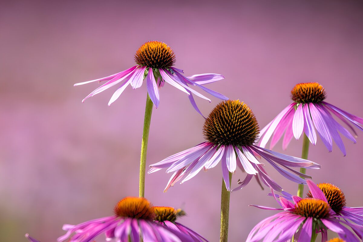 OCUK35219: Vibrant Purple Coneflowers in Bloom