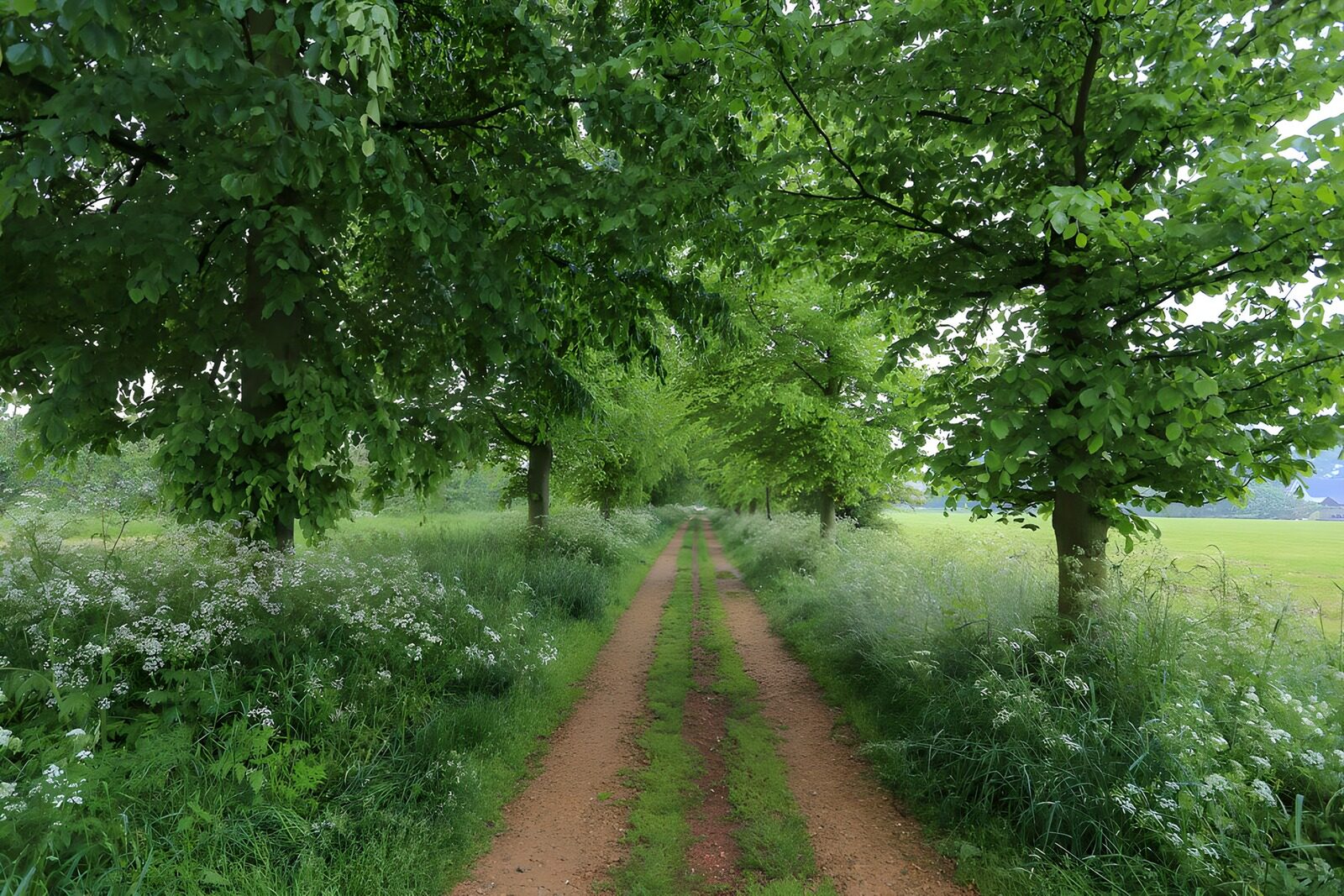 OCUK92728: Tranquil Pathway Through Lush Greenery