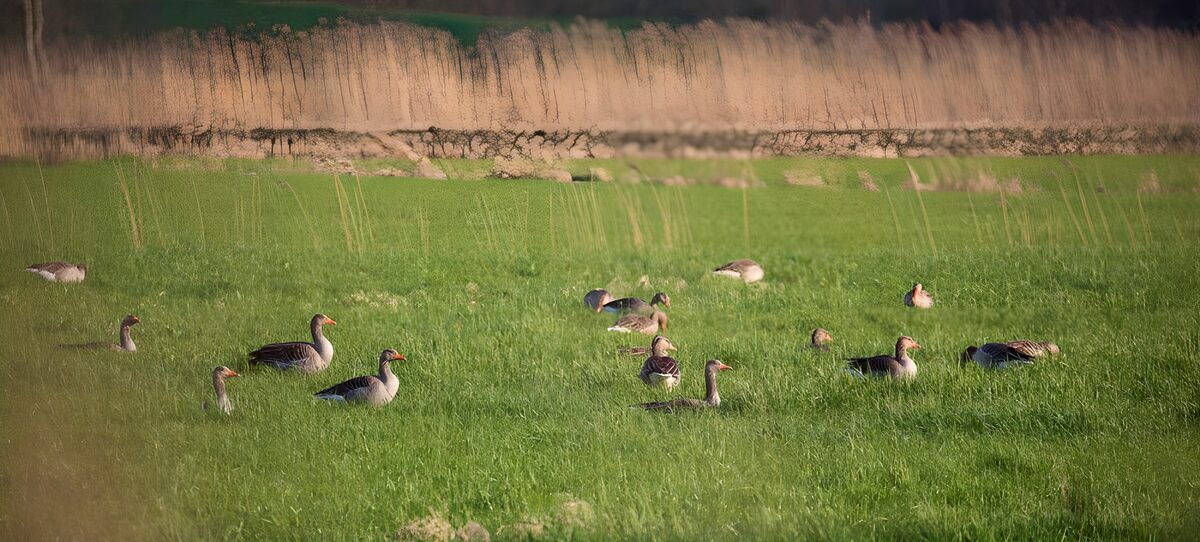 OCUK78644: Geese in meadow