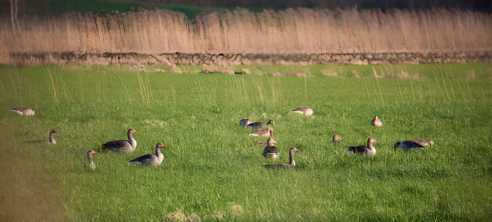 OCUK78644: Geese in meadow