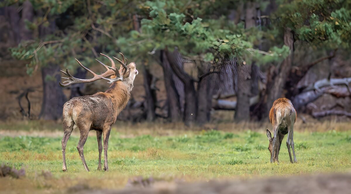 OCUK61619: Majestic Deer in a Serene Forest