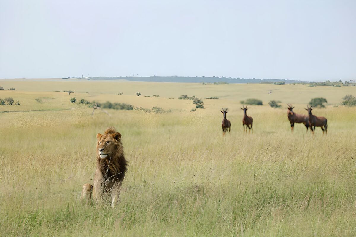 Majestic Lion in the Savanna