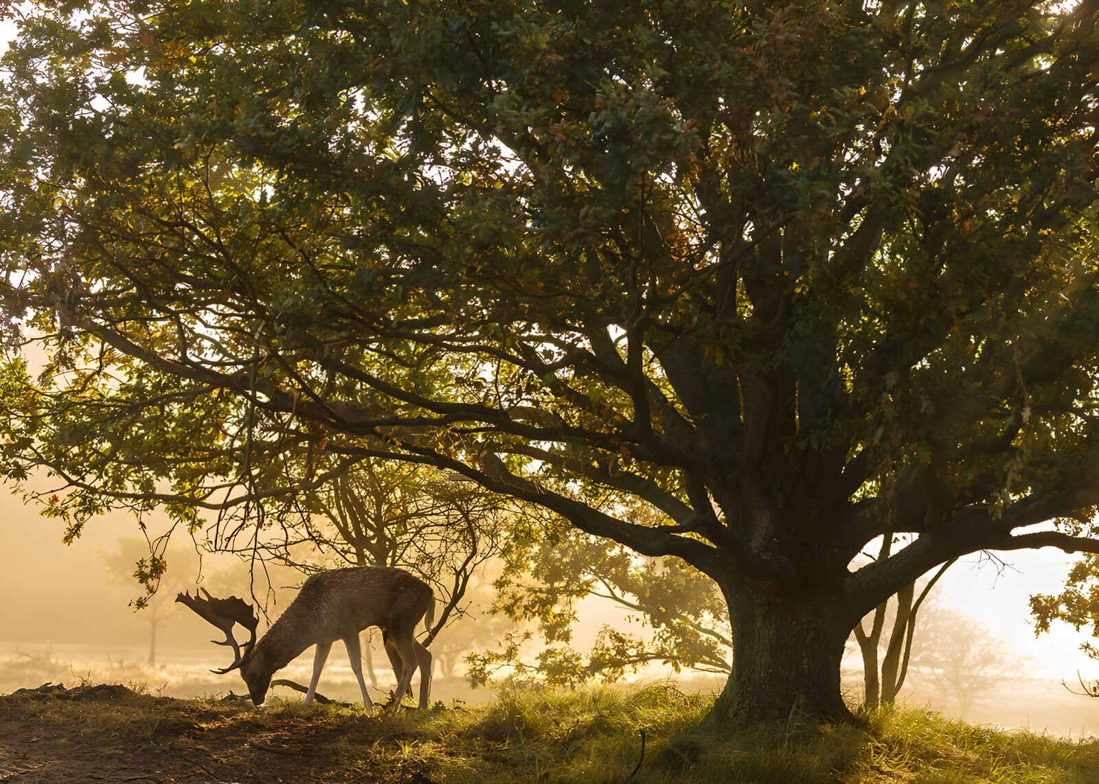 OCUK68261: Majestic Deer Beneath the Ancient Oak