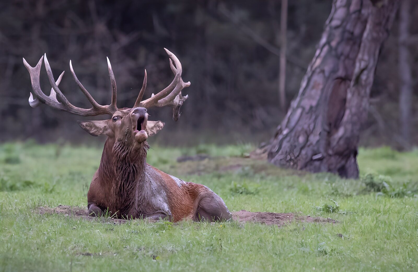 OCUK33010: Majestic Stag in the Wild