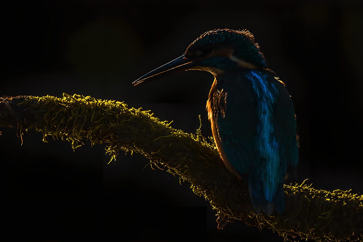 OCUK12967: Majestic Kingfisher in Silhouette