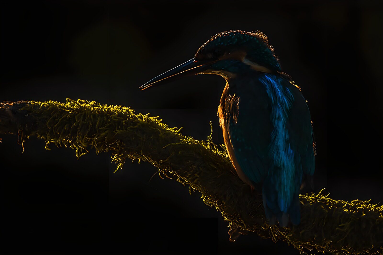 OCUK12967: Majestic Kingfisher in Silhouette