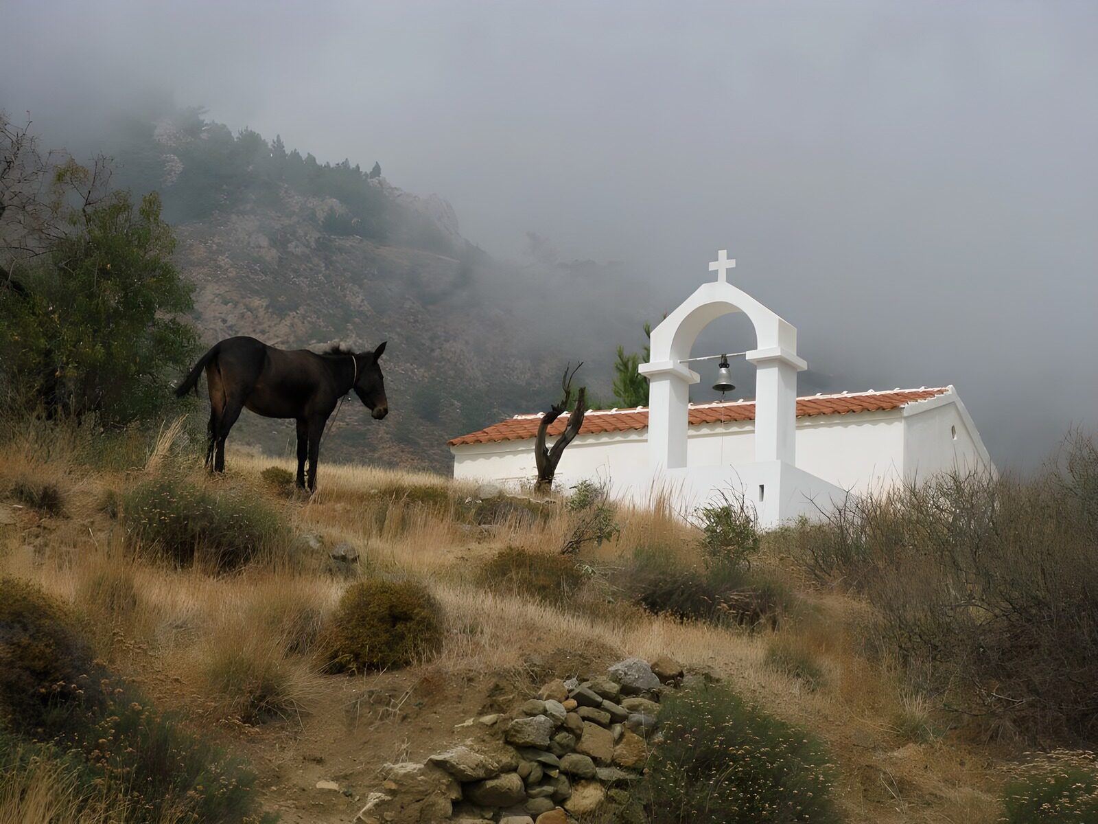 OCUK16956: Donkeys on the montain next to an old church in Greece