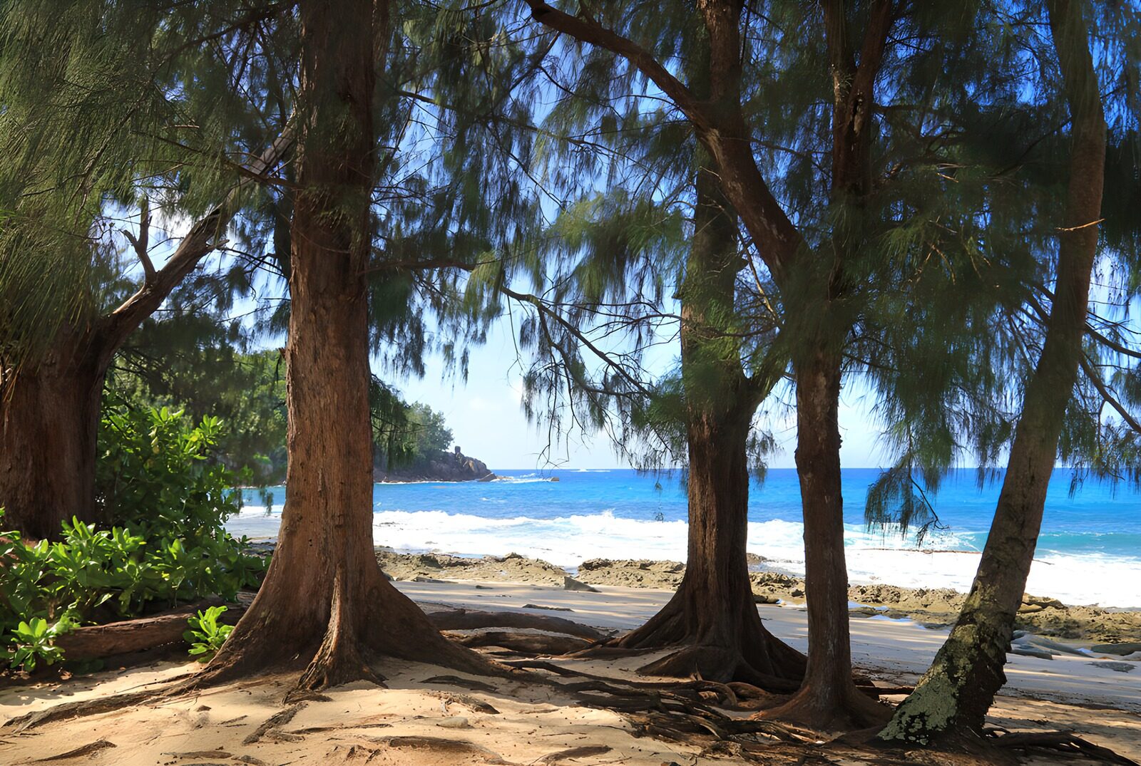 OCUK53190: Tranquil Beach View Through Trees