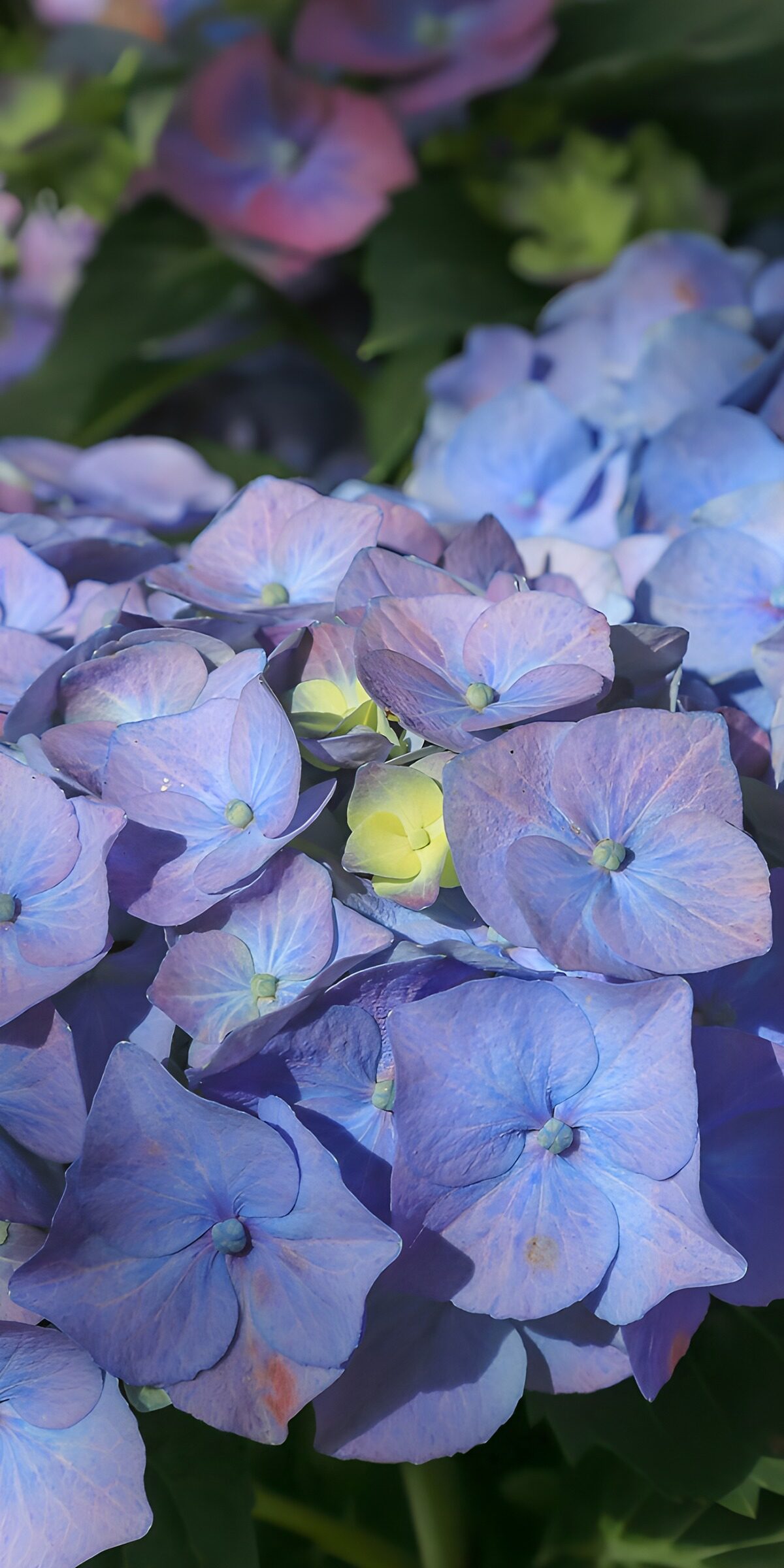 OCUK70505: Enchanting Blue Hydrangeas in Bloom