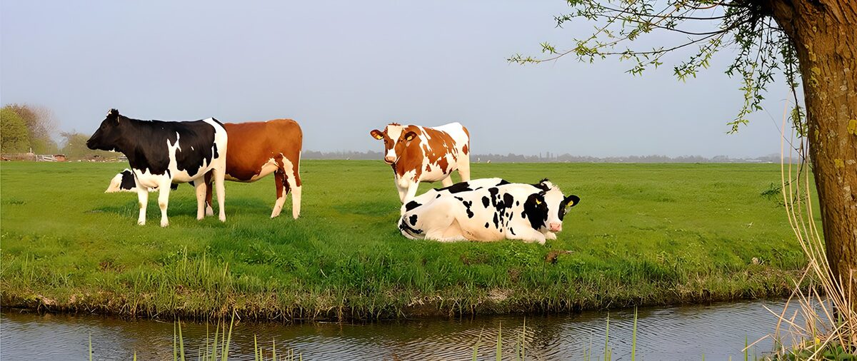 Peaceful Pasture with Cows