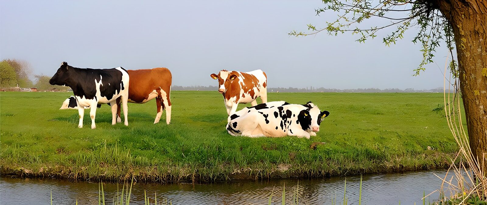 OCUK67196: Peaceful Pasture with Cows