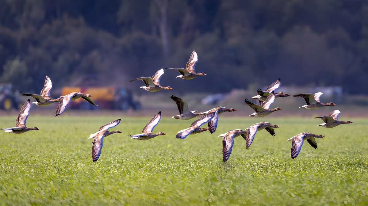 OCUK98562: Flying Geese Over Green Fields