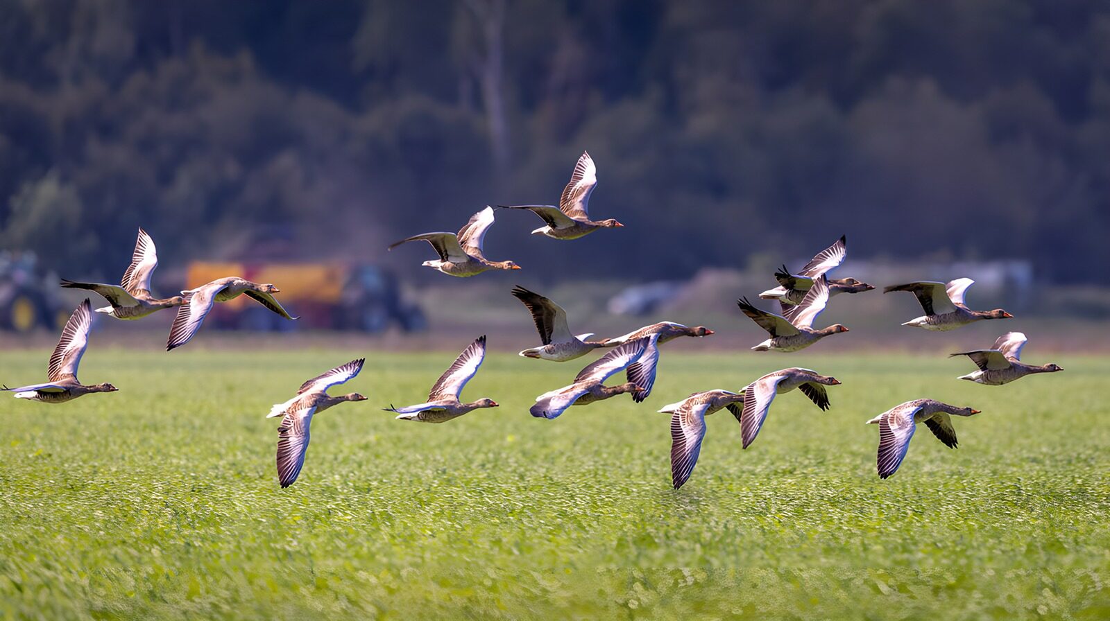 OCUK98562: Flying Geese Over Green Fields