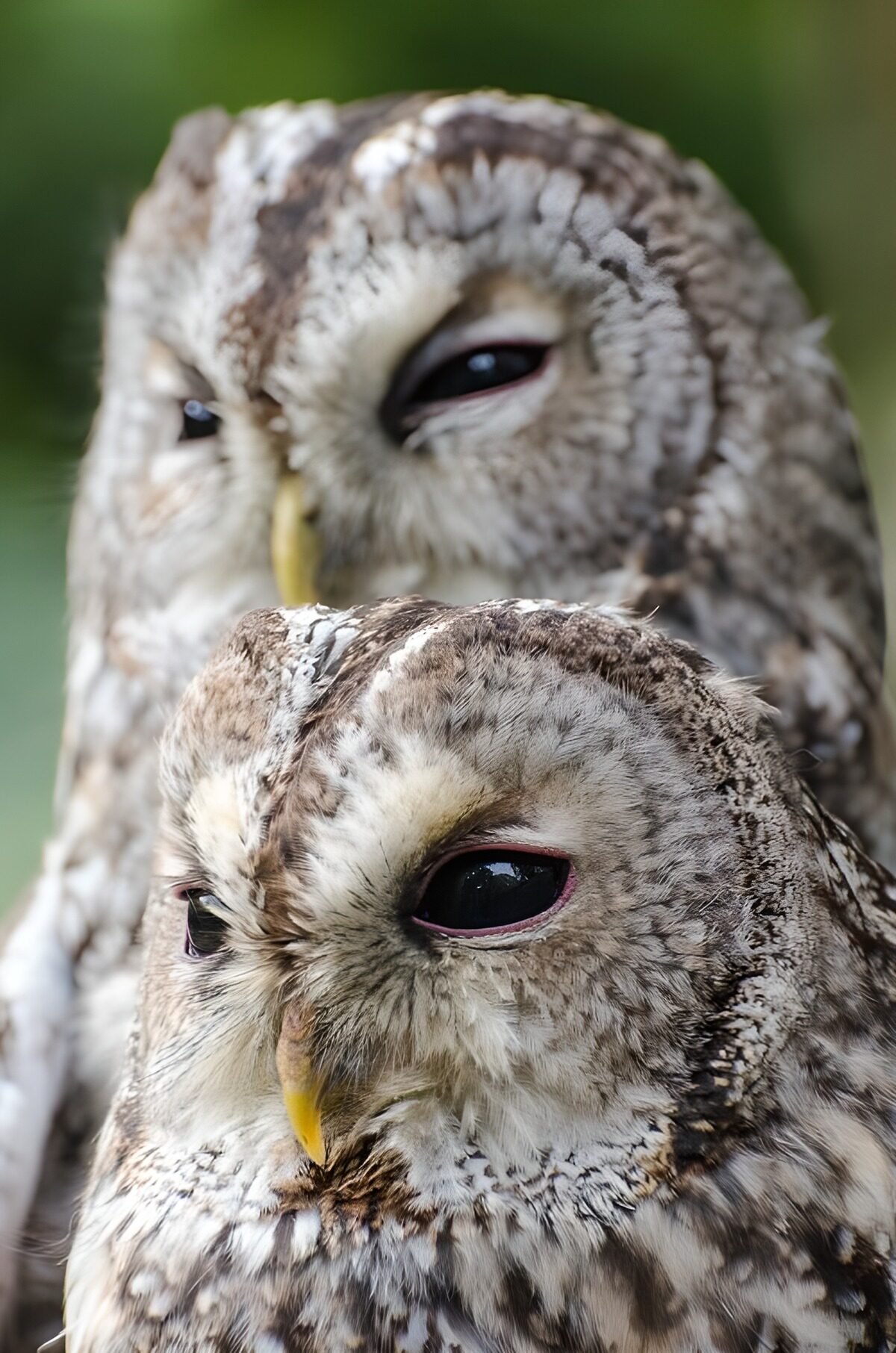 OCUK29340: Twin Owls Observing Nature