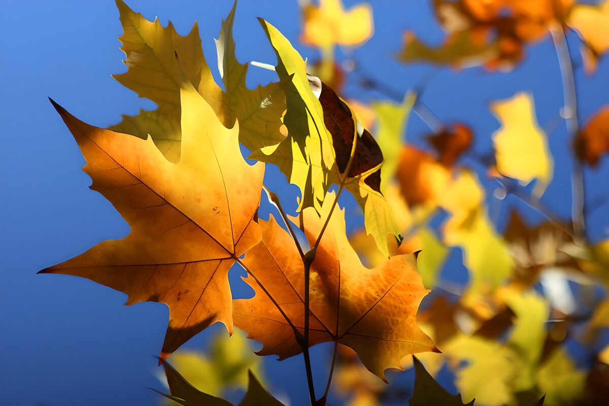 OCUK76684: Autumn Leaves Against the Sky