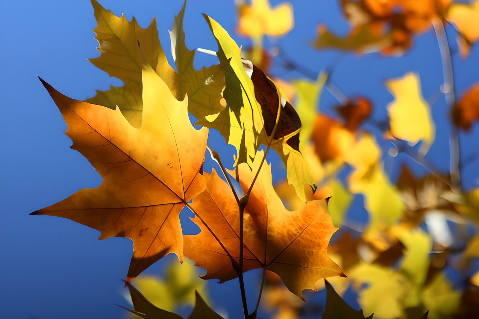 OCUK76684: Autumn Leaves Against the Sky