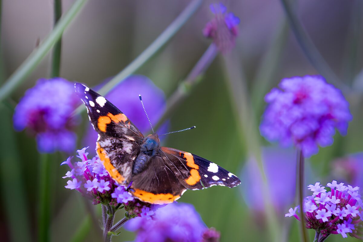 OCUK65414: Butterfly on Purple Flowers