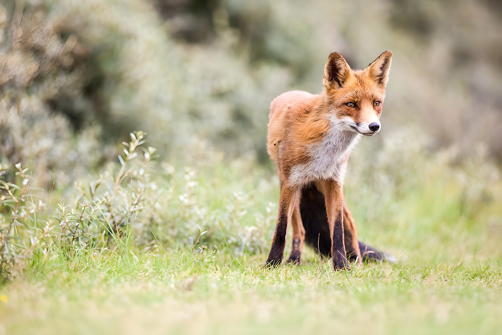 OCUK42684: Alert Red Fox in a Meadow