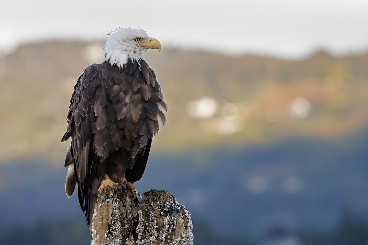 OCUK77550: Majestic Bald Eagle on a Perch