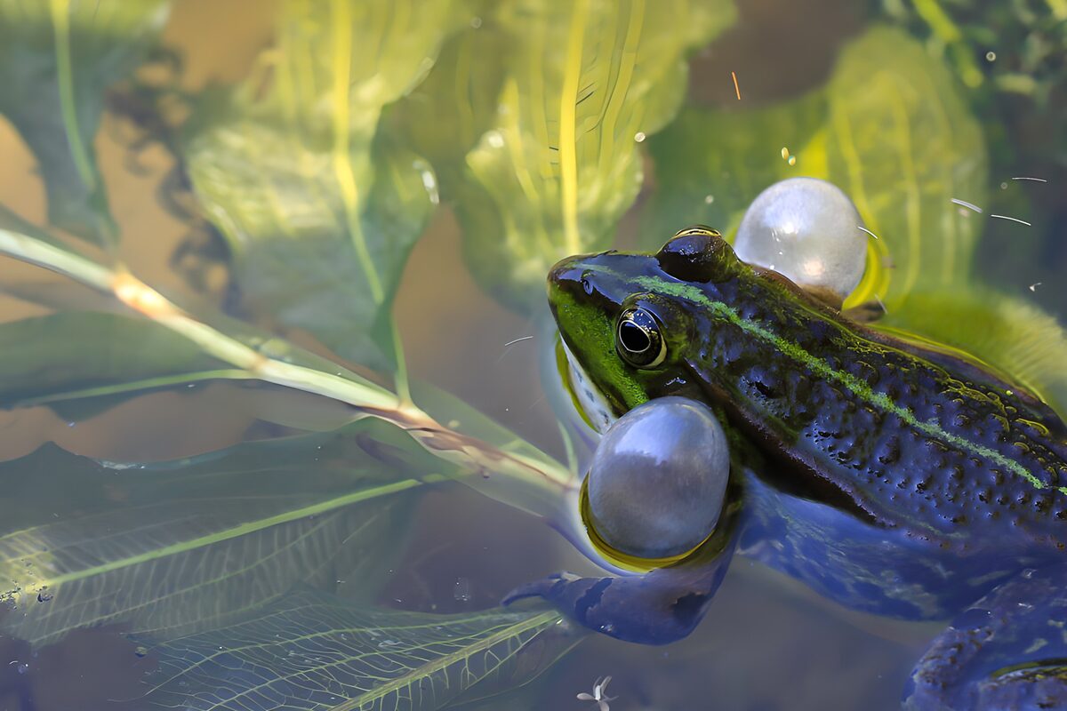 Vibrant Frog in Water