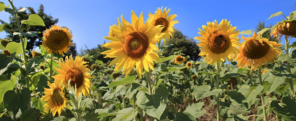 Vibrant Sunflower Field in Bloom