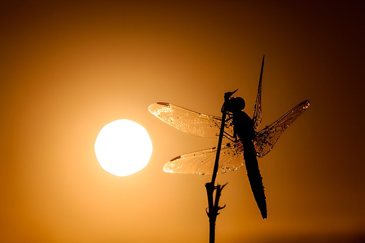 OCUK29799: "Dragonfly Silhouette at Sunset"