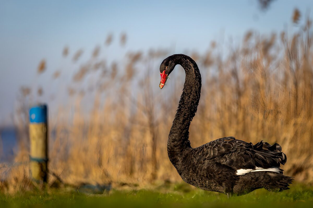 OCUK40637: Elegant Black Swan by the Reeds
