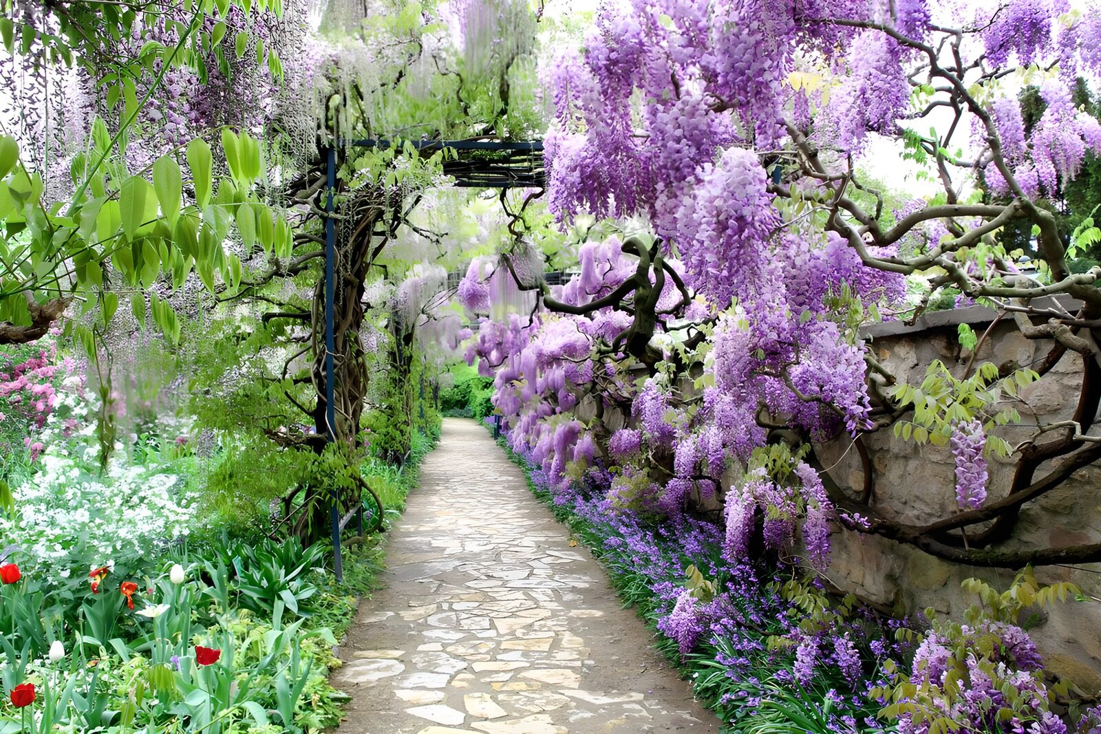 OCUK18037: Pathway with wisteria