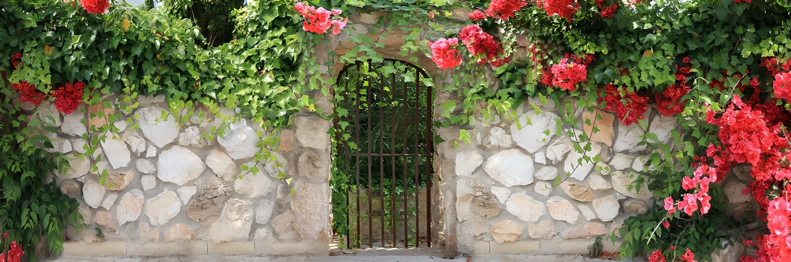 OCUK38565: Old wall with fence overgrown with red flowers