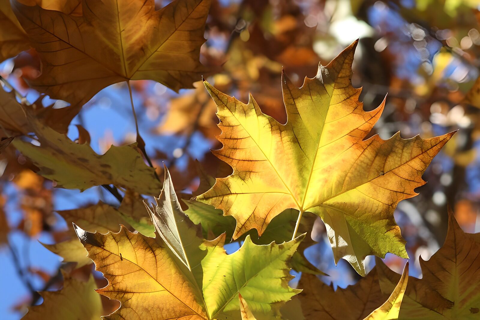 OCUK24364: Autumn's Golden Leaves