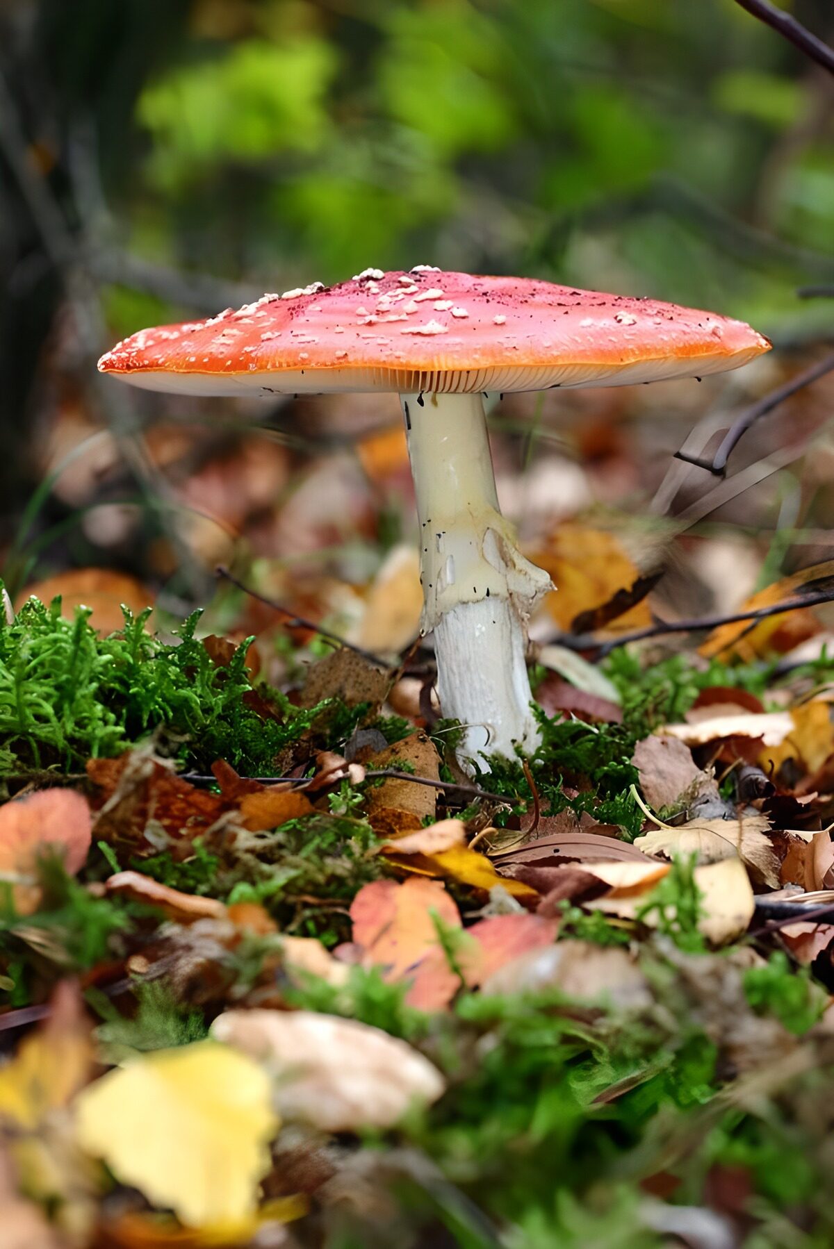 OCUK66290: Vibrant Red Mushroom in Autumn Foliage