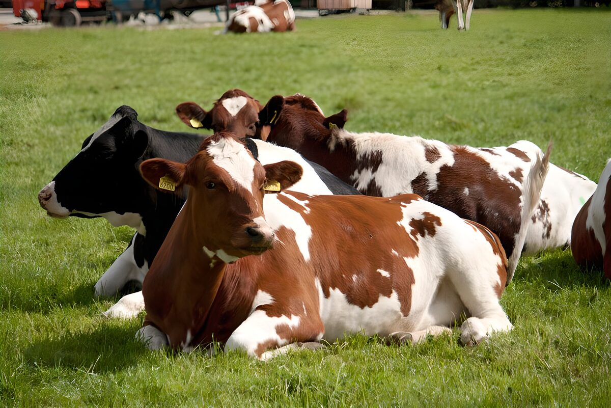 OCUK11819: Cow 14