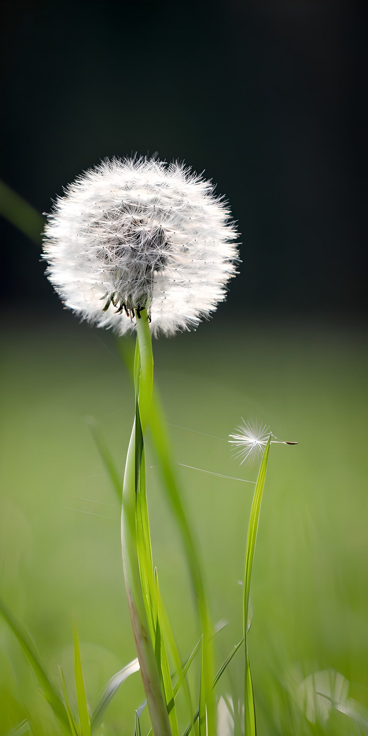 OCUK37867: Whimsical Dandelion Puff
