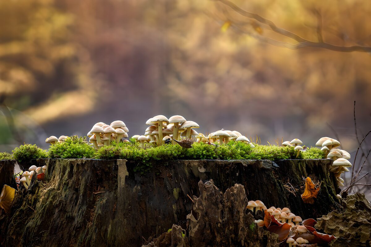 OCUK46921: Enchanted Mushroom Grove on a Stump
