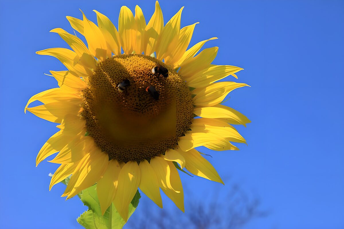 OCUK68397: Golden Sunflower with Bees