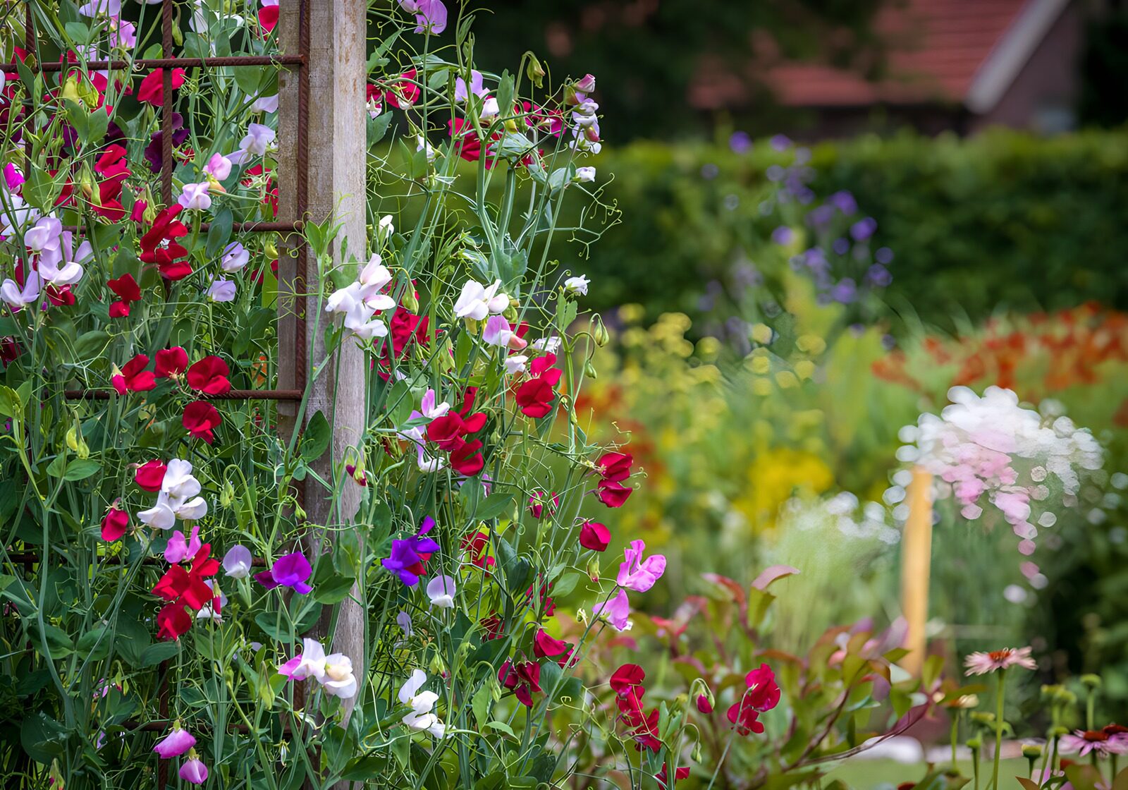 OCUK91213: Cottage Garden Sweet Peas on Trellis