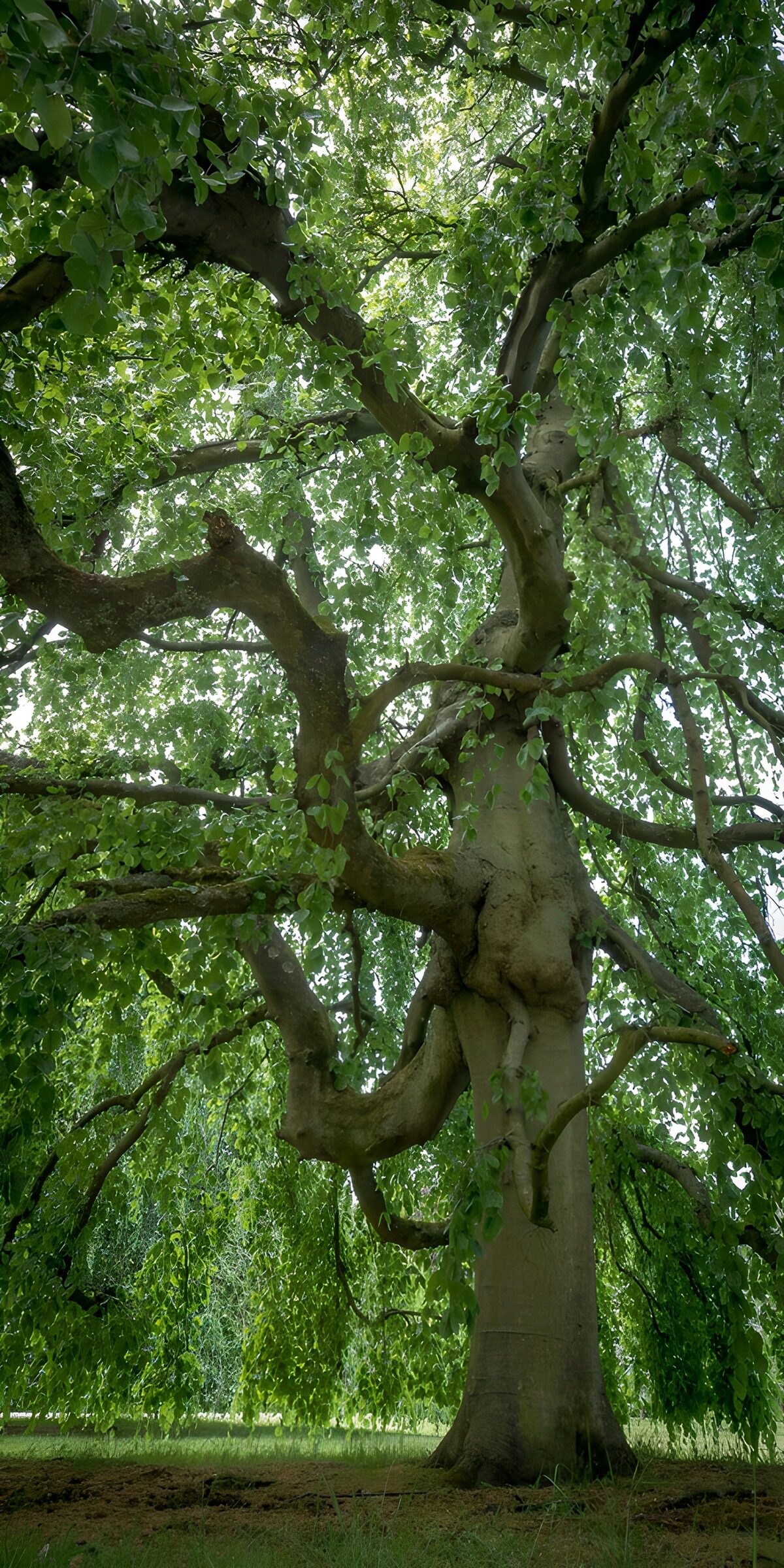 OCUK11226: Majestic Tree Canopy