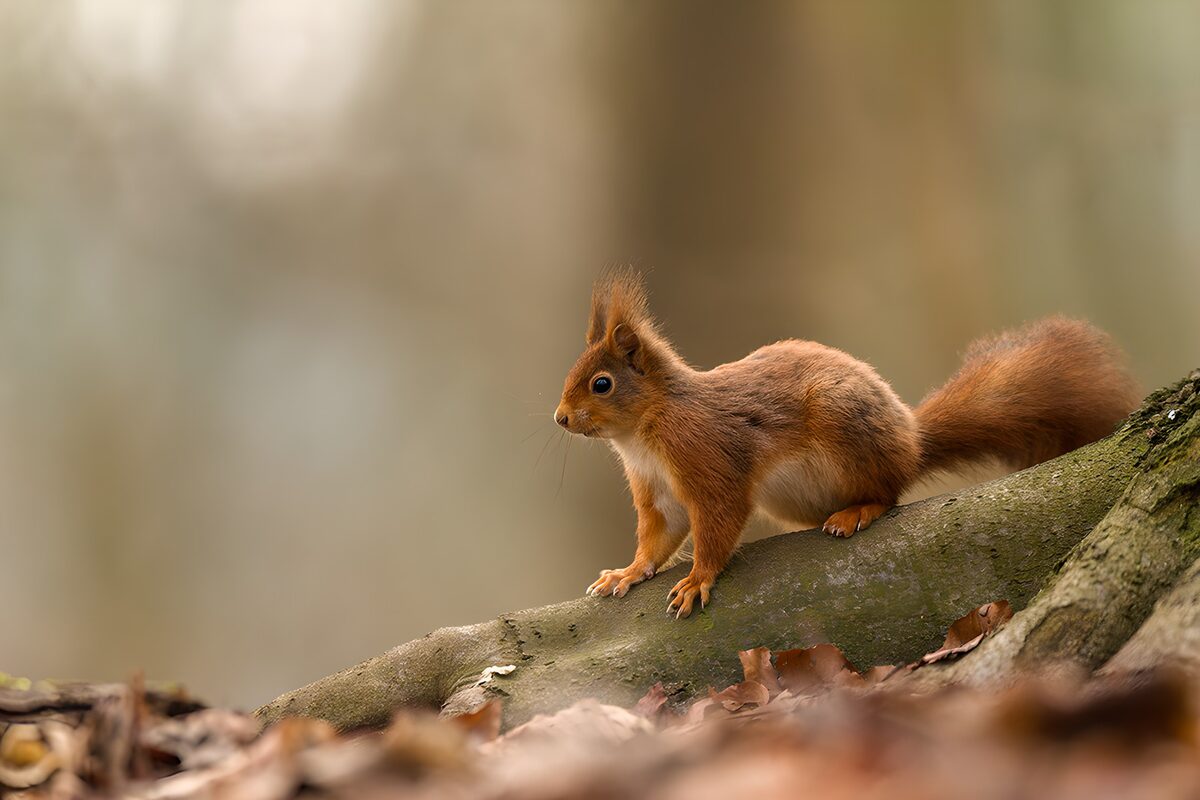 Curious Red Squirrel in Nature