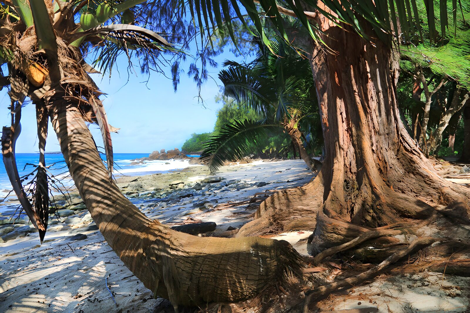 OCUK49512: Tranquil Tropical Shoreline Landscape