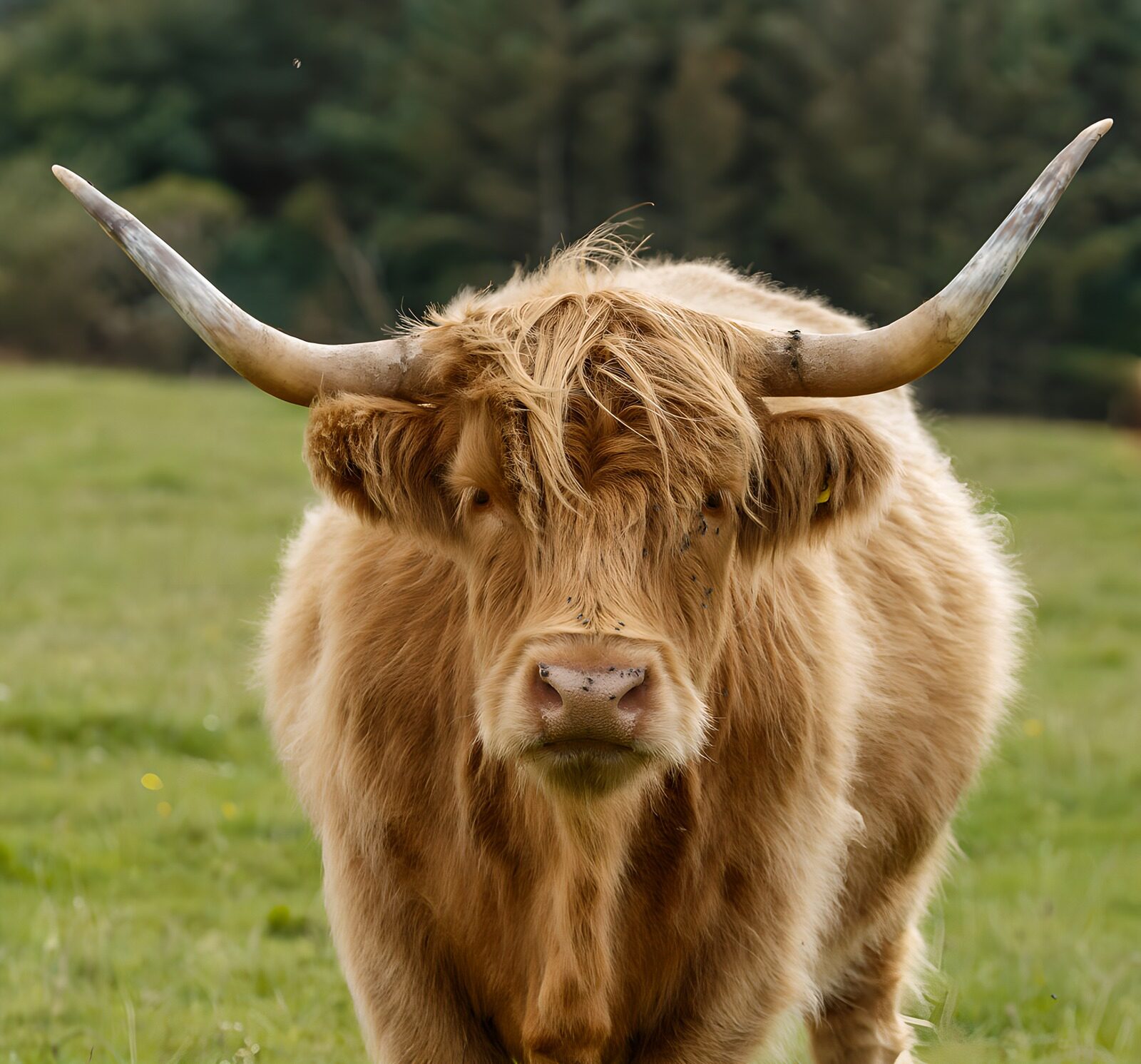 OCUK64934: Highland Cow Portrait