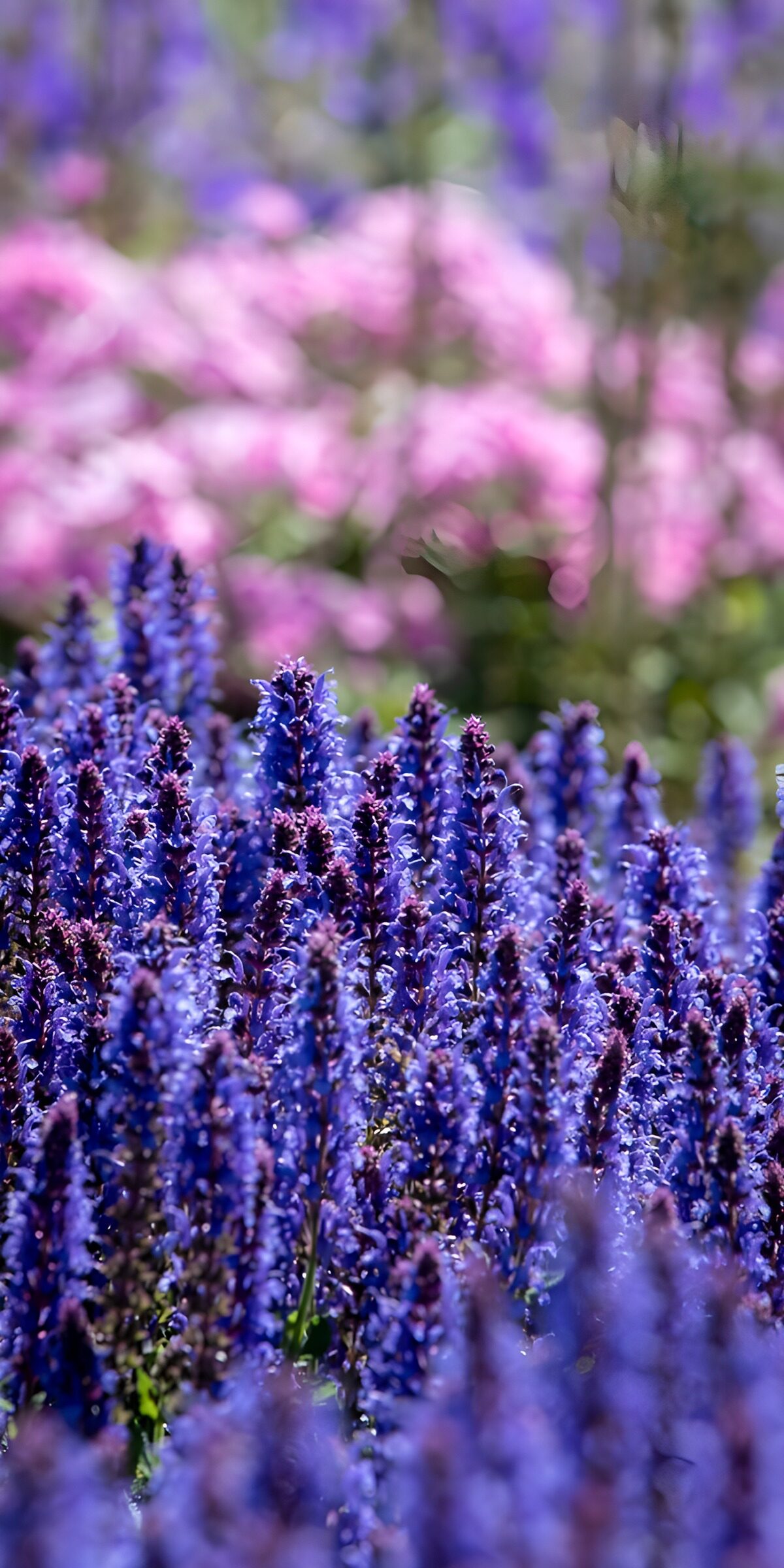 OCUK62224: Vibrant Purple Floral Landscape