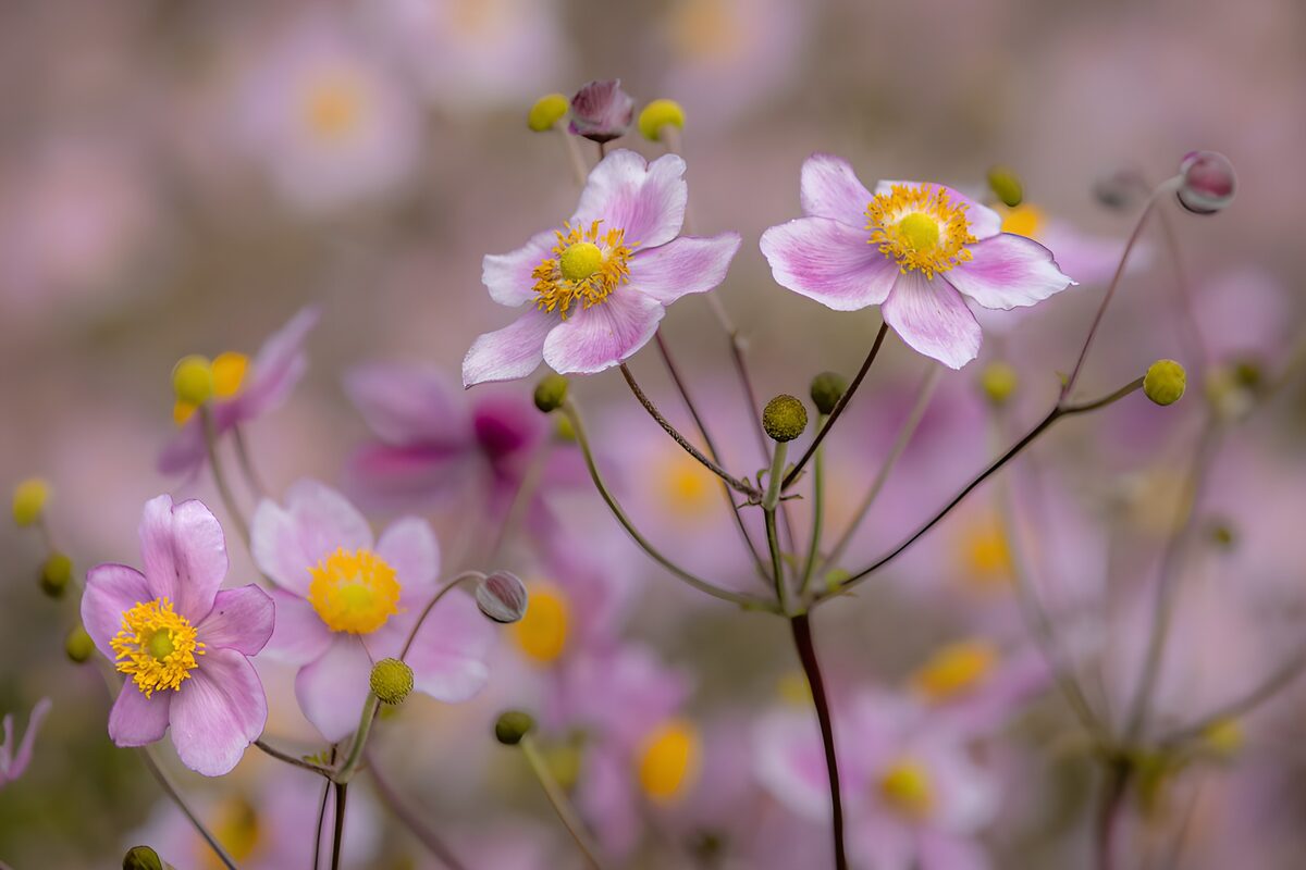 Delicate Pink Flowers in Bloom