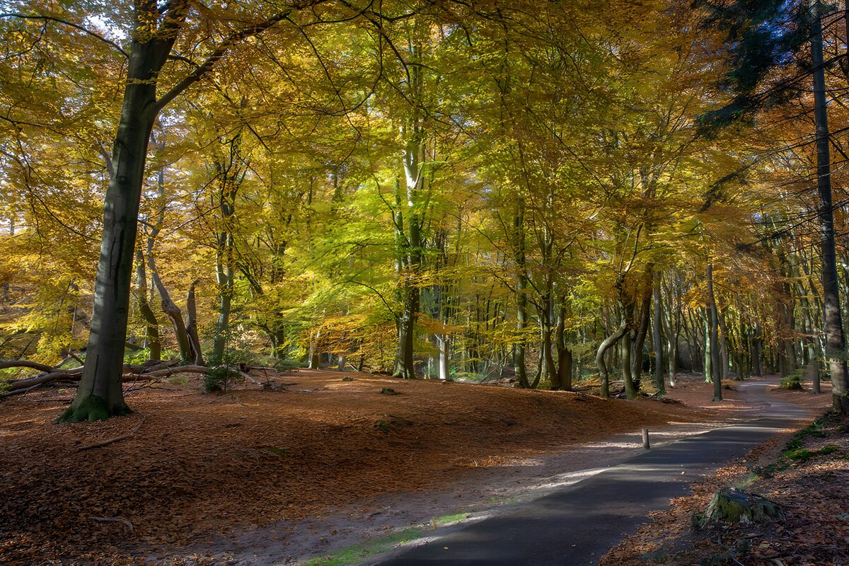 Autumn Serenity in the Forest